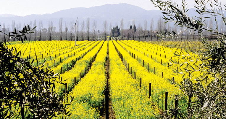 Silverado Trail Vineyard